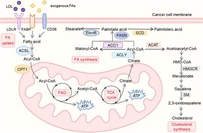 The role of lipid metabolism in tumor immune microenvironment and potential therapeutic strategies